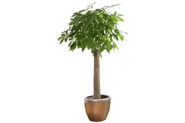 发财树（单杆1）